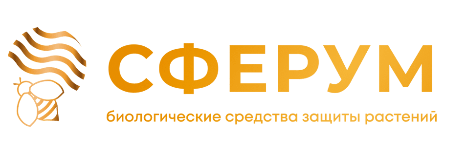 Сферум Сферум