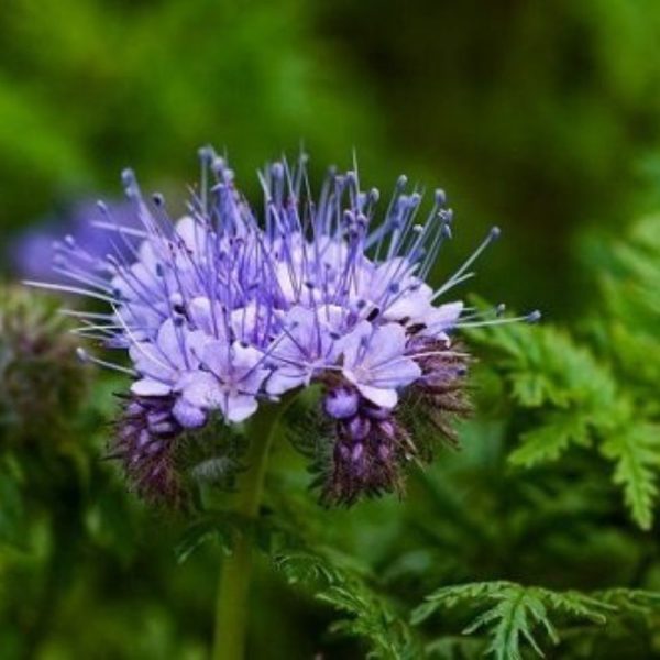 Фацелия, 0.5кг