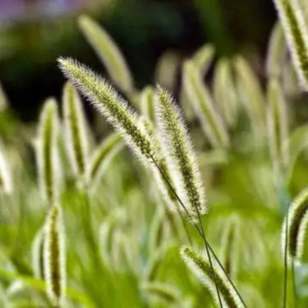 Тимофеевка, 0.5кг