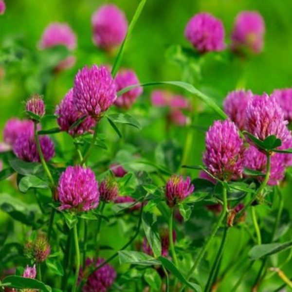 Клевер красный, 0.5кг