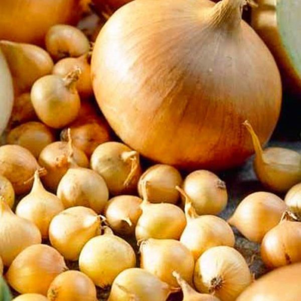 Лук-севок Штуттгартер ризен, 1кг