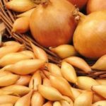 Лук-севок Сеншу Елоу, 1кг