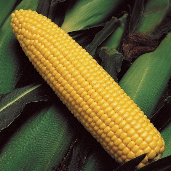 Кукуруза сахарная ГСС 3071 F1 МССО