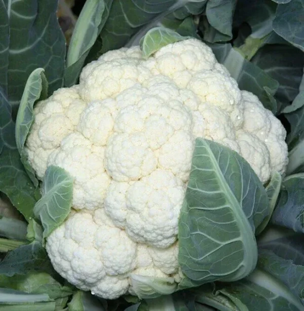 Капуста Майбах 10шт,Удачный Огород