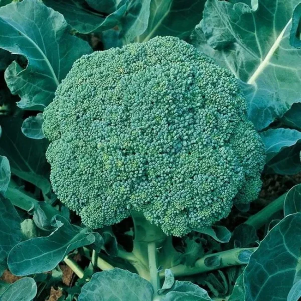 Капуста Сигно 10шт, Удачный Огород